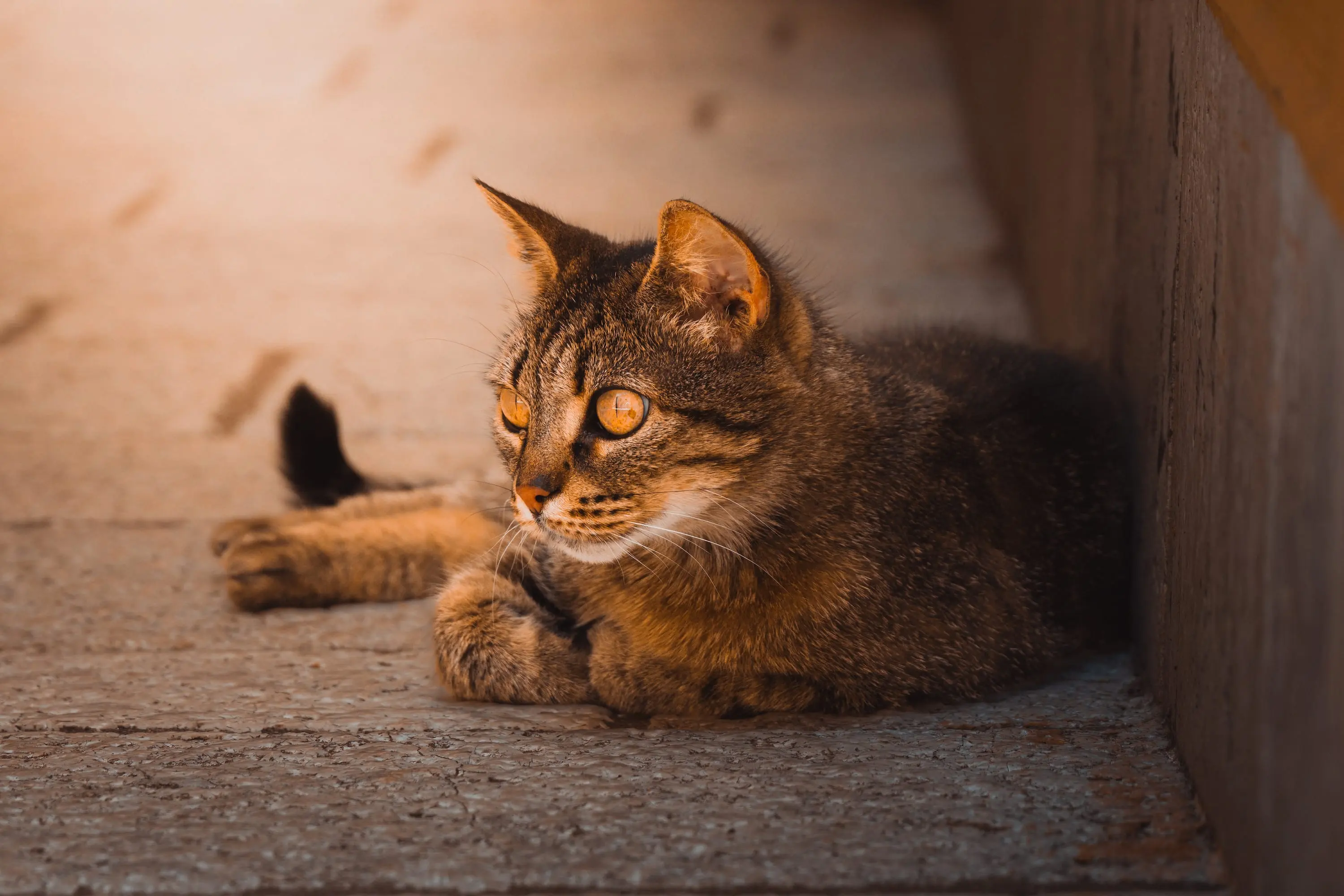Katze im warmen Abendlicht auf Stein
