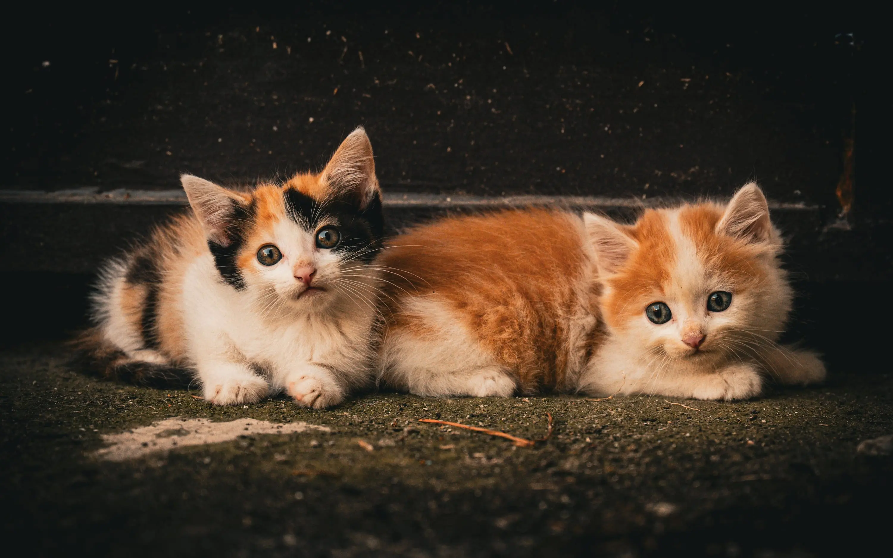 Ruhiger Straßenmoment mit Katzen